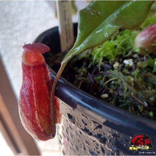 Muda Planta Carnívora...