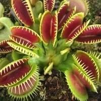 Mudas de Plantas Carnívoras - Droseras, Dioneia, Nepentes