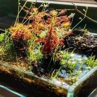 Ver todas Plantas Carnívoras