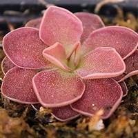 Pinguicula