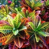 Muda de Planta Carnívora - Encante-se com a Fascinante Devoradora de Insetos